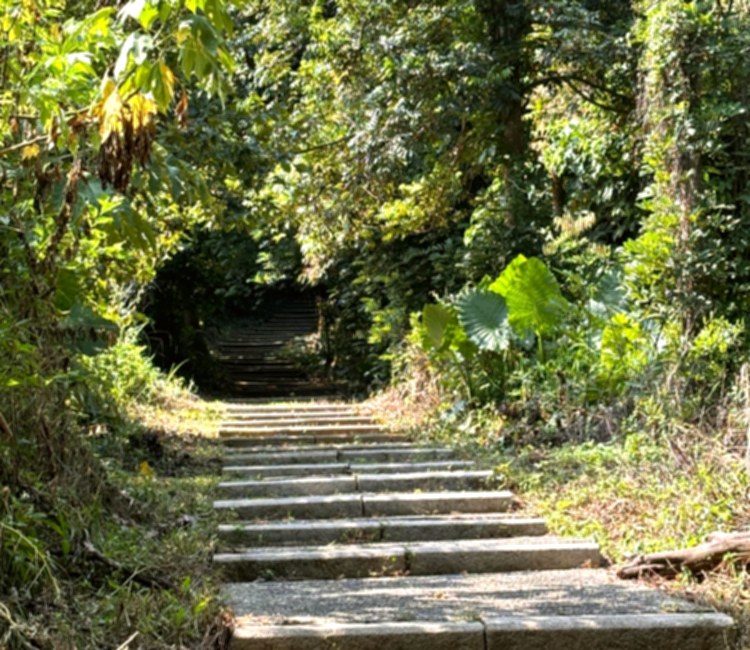 大分林步道