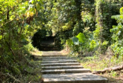 大分林步道