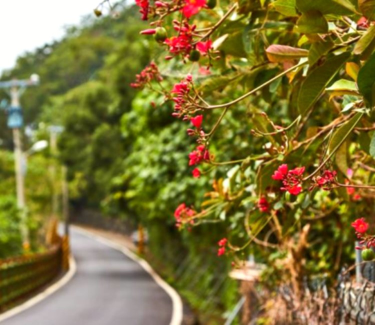 楓林步道 看見花蓮