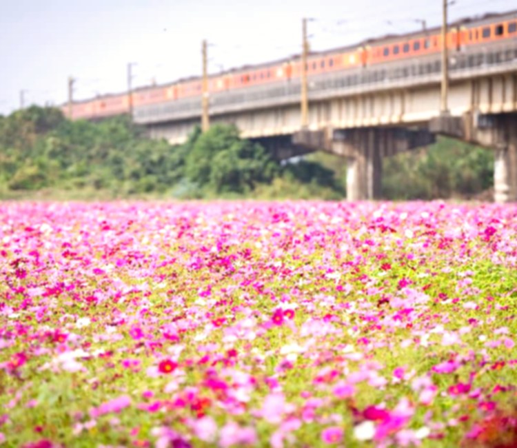高屏舊鐵橋與河濱公園