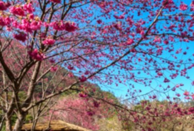 八仙山國家森林遊樂區