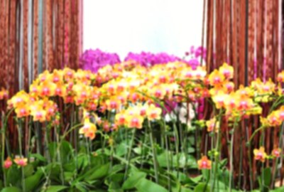 臺灣蘭花生物科技園區