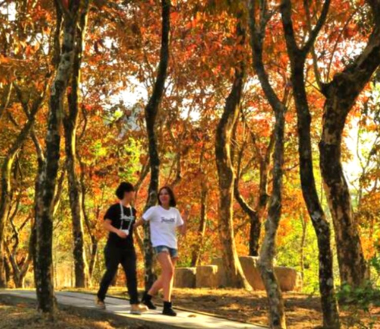 紅葉公園
