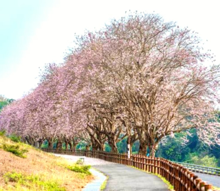 烏山頭水庫風景區
