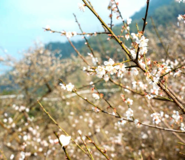 梅嶺風景區