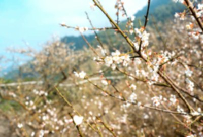 梅嶺風景區