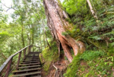 拉拉山巨木區（拉拉山國家森林遊樂區）