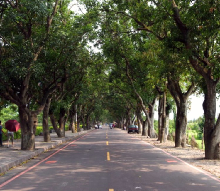 古坑綠色隧道