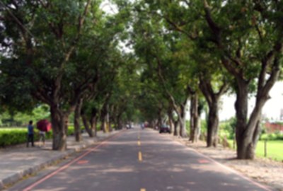 古坑綠色隧道