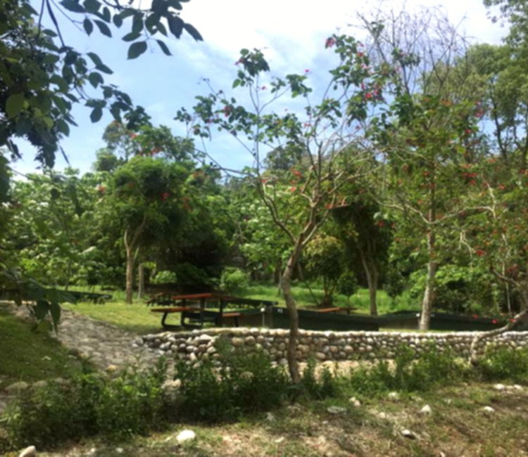 荷苞山桐花公園