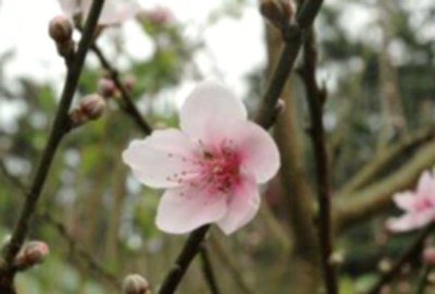 青山坪咖啡農場